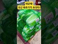 국산 배추 가격 초 대박이네요 폭락 시장 food 김치 배추 김장