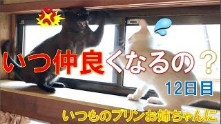 先住猫新入り猫 いつ仲良くなるの？12日目 [ 喧嘩 ] When will you make friends?