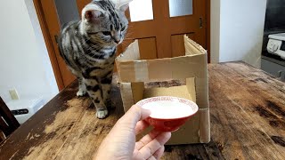 人のラーメンを狙うので、猫に一蘭方式で猫ラーを提供しました。