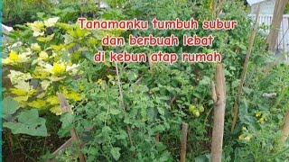 Tanamanku tumbuh subur dan berbuah lebat di kebun atap rumah #garden