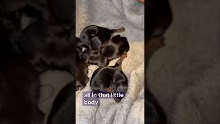 Our Tiny Yorkie Just Gave Birth to 5 Healthy Puppies!