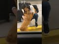 dog’s emotional airport reunion with owner showcases pure joy and love love animals shorts happy