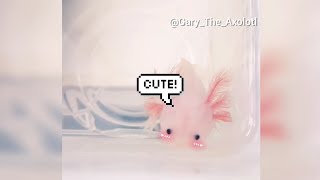 Cute Baby Axolotl Compilation