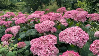 Tour of the Biltmore Estate Gardens!