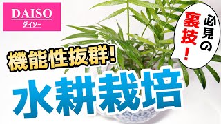 【超簡単！】ミニ観葉植物を〇〇で水耕栽培すると管理が楽になります♪【テーブルヤシの育て方】