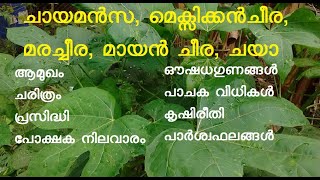 ചായമന്‍സ | Cnidoscolus aconitifolius | മെക്സിക്കൻ ചീര | മരച്ചീര | മായൻ ചീര | ചയാ | chaya | ചായ മന്‍സ