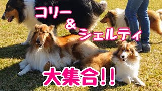 【シェルティ】総勢100匹超え！日本コリークラブのオフ会に行ってきました!!Collie and Sheltie Meet-up