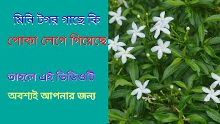 মিনি টগর গাছে পোকা তাড়ানোর উপায় । mini tagor plants🌱,