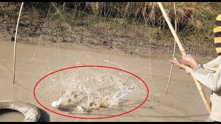 ปลาใหญ่ฝูงนี้ทำสะดุ้งเกือบขาด ดิ้นซะแรงเชียว...Catching fish a lot by netfishing - DUM TV