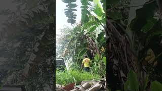 Picking Banana#farming #banana