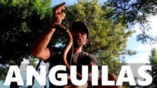 COMO PESCAR ANGUILAS - Pescando anguilas en la zanja con chicos, PESCA URBANA, S