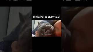 애정표현이 과격한 집사 ㅋㅋㅋ