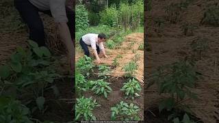 Sustainable Farming: How Thai Farmers Use Rice Straw for Bumper Chilli Crops! 🌶️😳