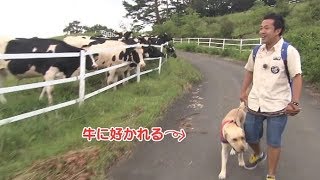 まさはる君　牛さん_[tv276] 【ポチたま公式】