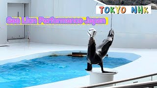 アシカパフォーマンス鴨川シーワールドSea Lion Performance at Kamogawa Sea word Japan