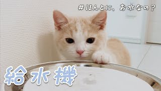 初めて給水機をもらった子猫の反応がこちらです【マンチカン VLOG】