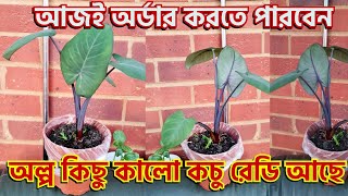 অল্প কিছু কালো কচু এখনি পোষ্ট করার জন্যে রেডি আছে, নিতে চাইলে নীচের লিংক হতে নিতে পারেন | kalo kochu