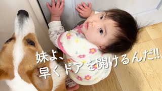 パパのお出迎えでドアを塞ぐコーギーむぎと妹