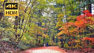 4K HDR - Woljeongsa Temple, Pyeongchang-gun, Gangwon-do / Untact trip / virtual walk tour