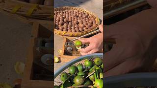 Macadamia nuts harvesting activities #like #2025 #reels #top #shorts