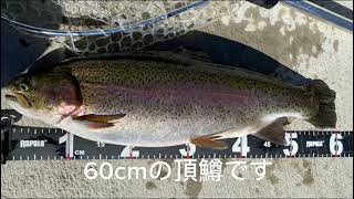 衝撃‼️特大特上頂鱒が食いついた‼️【エリアトラウト【管理釣り場】】【area trout】#衝撃 #衝撃の結果#釣り#足柄キャスティングエリア #衝撃 #fishing#fishingvideo