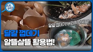 껍데기까지 버릴 게 1도 없는 달걀! | 이건 몰랐지? 생활 속 꿀팁! | KBS 220204