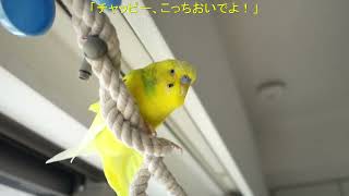 下からアングルのお喋りセキセイインコ、チャッピー　Chappie the budgie is chatting in a high place