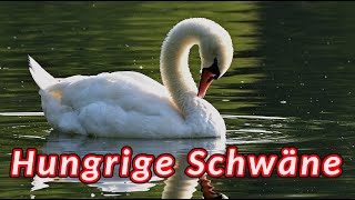 Höckerschwan 🦢 Schwäne auf der Suche nach Nahrung