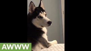 Husky literally cries tears when owner leaves home