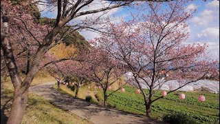 抱湖園　早咲き桜「元朝桜」2018年2月5日 千葉県南房総市和田町花園