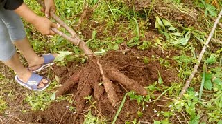 KESIBUKAN PAGI HARI DI KEBUN