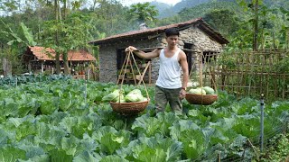 The first organic cabbages are brought to market – the result of many days of care.