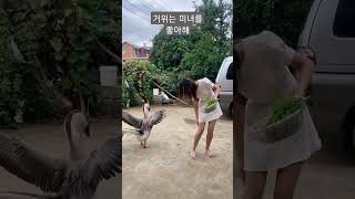 거위는 무엇을 믿고 미녀를 공격하는 것일까요?#shorts