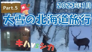 【キハvsシカ】北海道旅行202301_Part.5 根室本線（富良野～滝川）