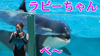 パフォーマンス中アクリル前でラビーちゃん大サービス!(^^)! 鴨川シーワールド シャチショー Kamogawa Sea World