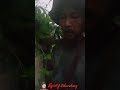 lagi mikul rumput 2 karung