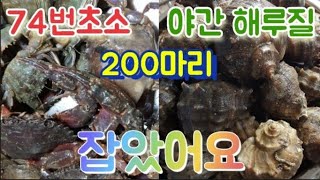 시화방조제 야간해루질 낙지 해삼 소라 박하지 우글우글 합니다(해루질7회)