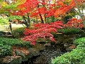 大田黒公園の紅葉