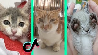 kore nani neko tiktok cat compilation | afuneko song