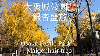 日本自由行🧳日本大阪城公園銀杏盛開2023🍁銀杏大道🍂Osaka Castle Park Ginkgo in bloom