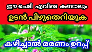 ഈ ചെടി മാരക വിഷമാണ്, കുട്ടികളെയും വീട്ടിലെ കന്നുകാലികളെയും അകറ്റി നിർത്തുക | health tips malayalam