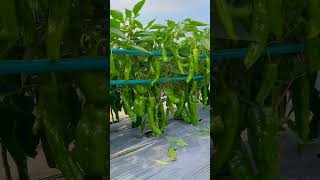 Green Chilli Paper #shorts #chicken #chili #gardening