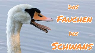 Das Fauchen des Schwans #Höckerschwan #Cygnusolor #LoveNature #Tierlaute #Vogelgeräusche