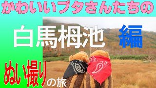 【絶景】白馬  栂池自然園「山で会いましょう！」【ぬい撮り】【おススメ】