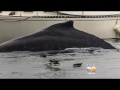 viral photo shows man so distracted by cellphone that he misses massive whales just feet away