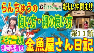 【金魚】きこ店長の金魚屋さん日記🌸第11話🌸 初心者は網をこう使え‼️金魚の丁寧な掬い方・拾い方🌸せっかく育てた金魚を傷つけるな‼️&カブクワミニ情報‼️