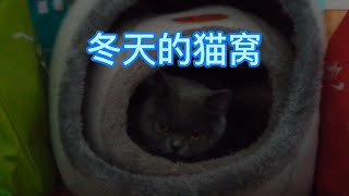 冬天的猫窝，猫咪怕冷，喜欢温暖的地方休息。我家蓝猫当主子伺候