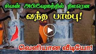 சிவன் அபிஷேகத்தில் திடீரென வந்த பாம்பு !