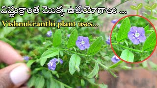 విష్ణుక్రాంత మొక్క ఉపయోగాలు ll vishnukranthi plant uses 🌱 🌱 ll home remedies