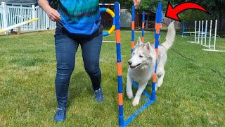 Teach Your Dog to WEAVE With this Set of Agility Weave Poles